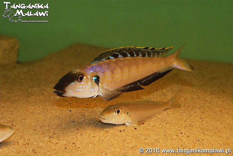 Enantiopus melanogenys 'Kombe'